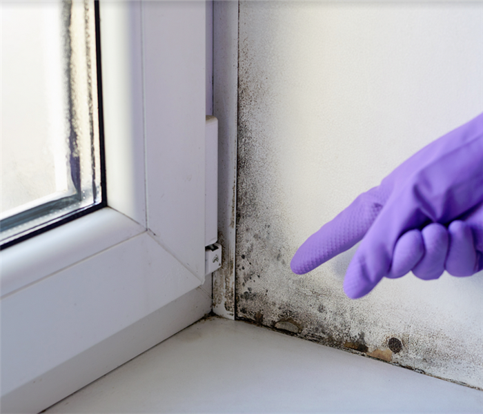 a gloved hand pointing to mold growing by a window