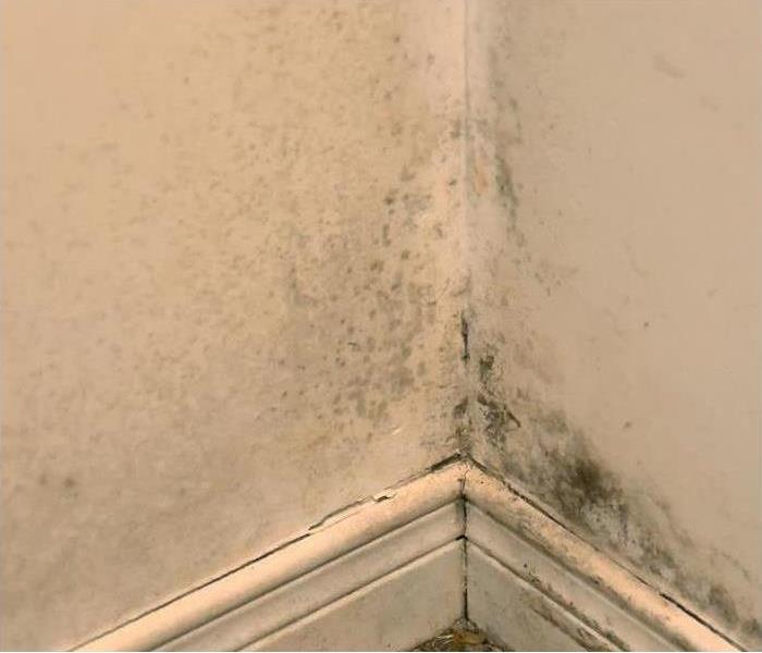 corner of room with mold growth on wall