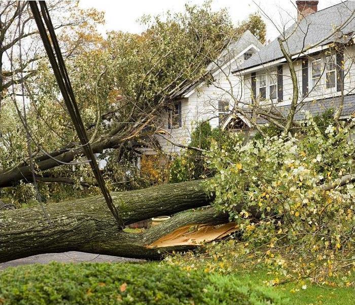large, fallen tree damaging two houses
