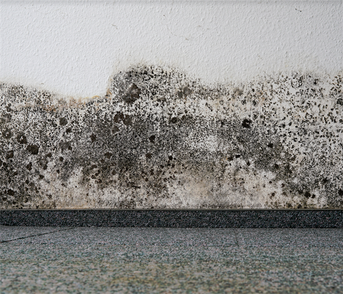 mold growing on the wall of a room