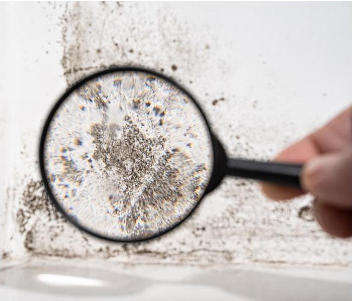 person holding magnifying glass on wall showing closeup of mold